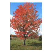 Afbeelding van gele herfst maple tree foto afdruk (Voorkant)
