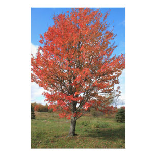 Afbeelding van gele herfst maple tree foto afdruk