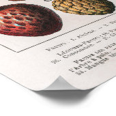 afbeelding van groenten en fruit poster (Hoek)