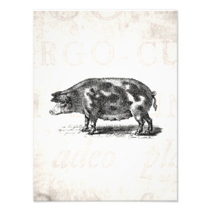  afbeelding van hog op oud papier 1800s Pig Foto Afdruk