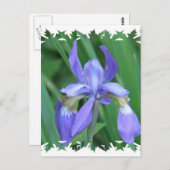 Afbeelding van Iris Briefkaart (Voorkant / Achterkant)