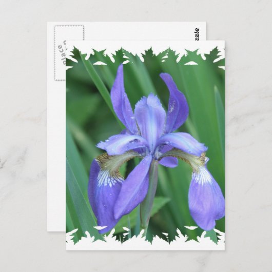 Afbeelding van Iris Briefkaart (Voorkant / Achterkant)