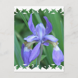 Afbeelding van Iris Briefkaart