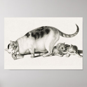 afbeelding van katten poster