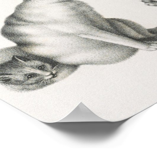  afbeelding van katten poster (Hoek)