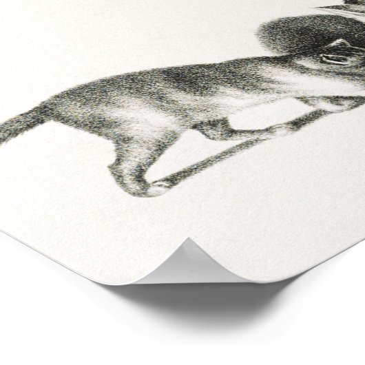  afbeelding van katten poster (Hoek)