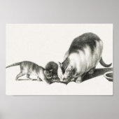  afbeelding van katten poster (Voorkant)