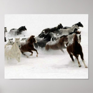 Afbeelding van paarden poster