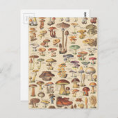  afbeelding van paddenstoelen briefkaart (Voorkant / Achterkant)