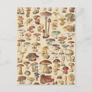 afbeelding van paddenstoelen briefkaart