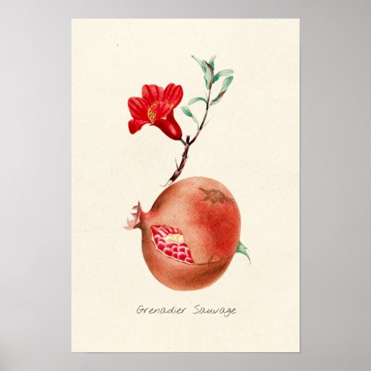 afbeelding van Pomegranaat Poster (Voorkant)