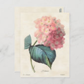 afbeelding van roze hydrangea briefkaart (Voorkant / Achterkant)
