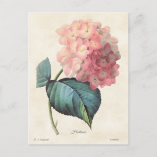  afbeelding van roze hydrangea briefkaart