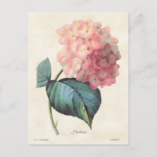 afbeelding van roze hydrangea briefkaart (Voorkant)