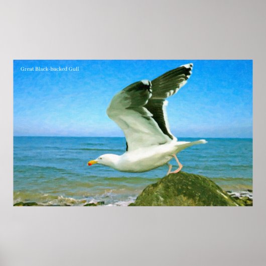 Afbeelding van vogels voor Poster (Voorkant)