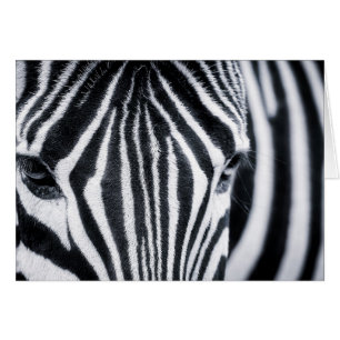 afbeelding van zebra