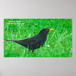 Afbeelding van zwarte vogels voor poster