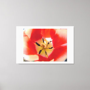afbeelding voor rode tulpenbloem. bloemfotokunst. canvas afdruk