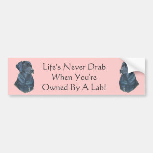 afbeelding zwarte labrador hond met leugenachtige bumpersticker