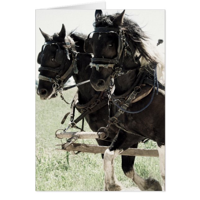 Afbeeldingen op het werk in pinto (Voorkant)