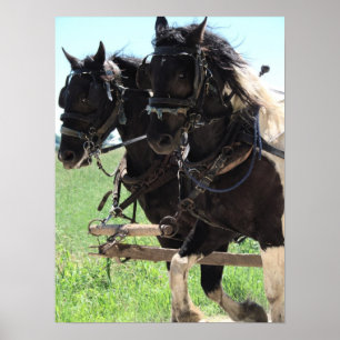 Afbeeldingen op het werk in pinto poster