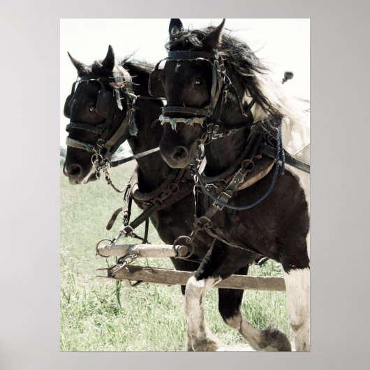 Afbeeldingen op het werk in pinto poster (Voorkant)