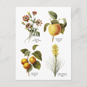 Afbeeldingen van botanische bloemen briefkaart