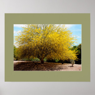 Afdruk Palo Verde Tree Poster