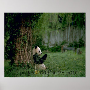 Afdruk Panda beer poster