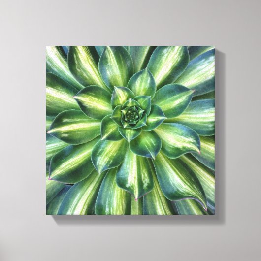 Afdruk van Aeonium 'Starburst'-doek Canvas Afdruk (Voorkant)