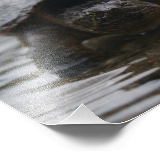 Afdruk van alligatorsnapper (Hoek)