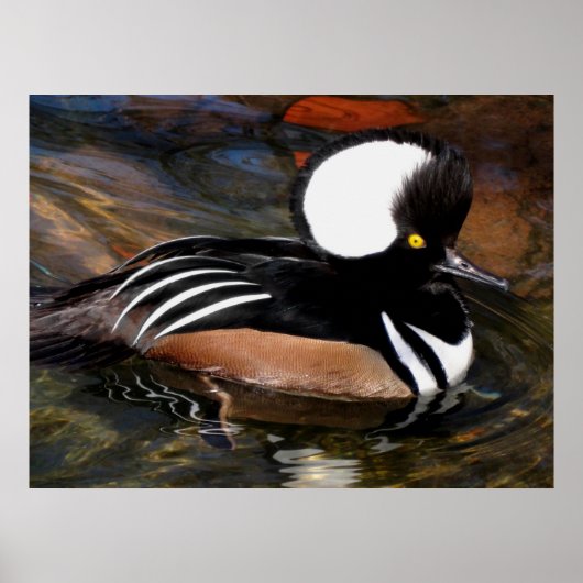 Afdruk van gebooste Merganser Bird Poster (Voorkant)