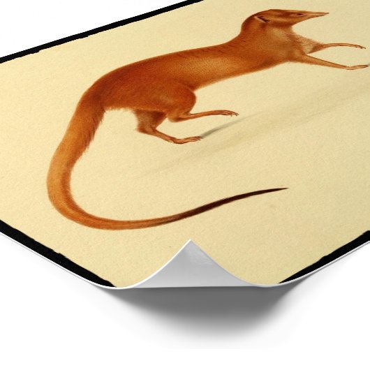  afdruk van het Poster van Mongoose (Hoek)