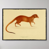  afdruk van het Poster van Mongoose (Voorkant)