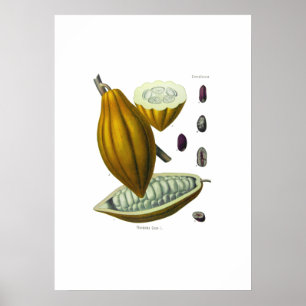Afdruk van  illustraties van cacaobonen poster