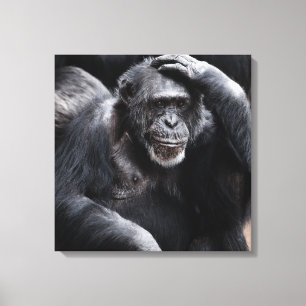 Afdruk van oud Chimpansee-canvas Canvas Afdruk