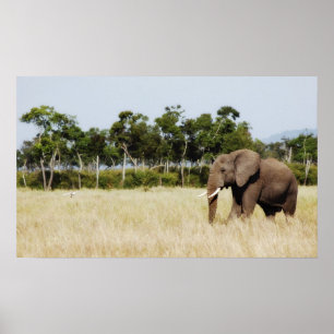 Afdruk van poster van Afrikaanse olifant