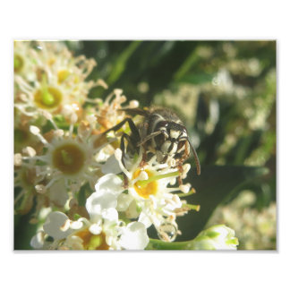 Afdruk van voorgelaagde paardennetten