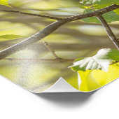 Afdruk vrouw Roos verbluffend Grosbeak fotografie (Hoek)