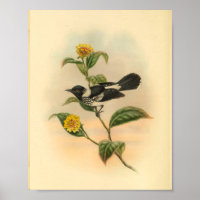  afdrukfunctie voor zwarte vlieger in pied Flycatc