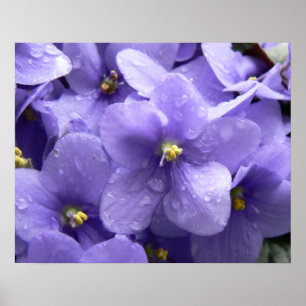 Afdrukken Afrikaanse Violets Macro Floral Poster