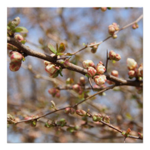 Afdrukken Apple Tree Canvas bloeien Perfect Poster