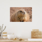 Afdrukken: Black-tailed Prairie Dog Poster (Keuken)