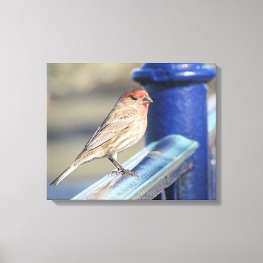 Afdrukken Canvas - Sparrow on Blue Fence (Voorkant)