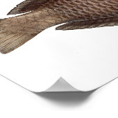 Afdrukken "Chlorurus Troschelii" Poster (Hoek)