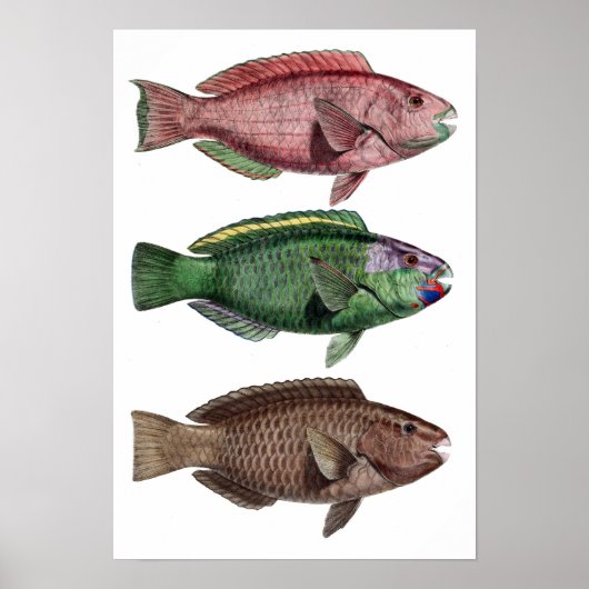 Afdrukken "Chlorurus Troschelii" Poster (Voorkant)