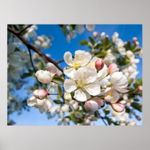 Afdrukken - Crab Apple-bloesems Poster