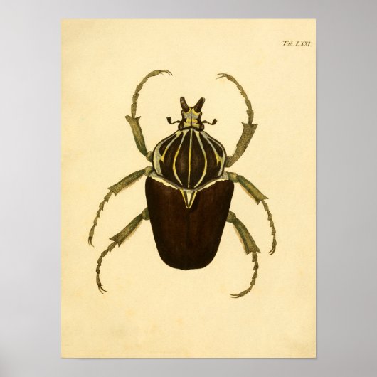 Afdrukken "Entomologie I" Poster (Voorkant)