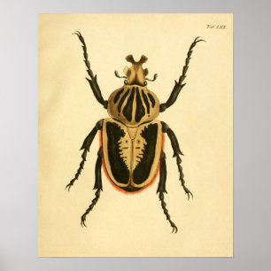 Afdrukken "Entomologie II" Poster