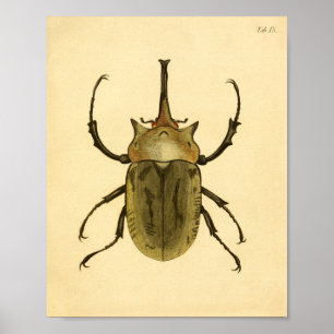 Afdrukken "Entomologie IV" Poster